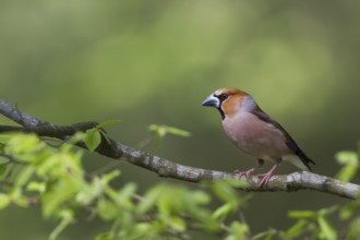 Hawfinch - Kernbeisser - Coccothraustes coccothraustes, Poland, Europe