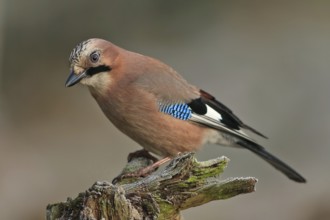 Eurasian Jay (Garrulus glandarius), Bavaria, Germany, Europe