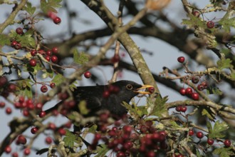 Common Blackbird (Turdus merula) male, Lower Saxony, Germany, Europe