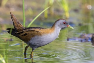 Kleines Sumpfhuhn, Kleinralle, Little Crake, Porzana parva, Marouette poussin, Polluela Bastarda