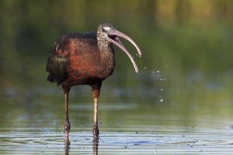Glossy Ibis (Plegadis falcinellus), Florida, USA, North America