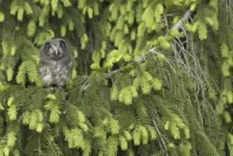 Boreal Owl (Aegolius funereus) juvenile, Saxony, Germany, Europe