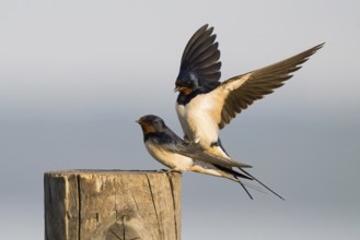 Barn Swallows (Hirundo rustica), pair, mating, copula, Hesse, Germany, Europe