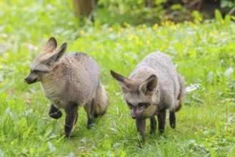 Two Bat-eared foxes (Otocyon megalotis) running across a green meadow