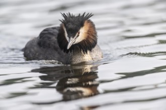 Great Crested Grebe (Podiceps cristatus), Emsland, Lower Saxony, Germany, Europe