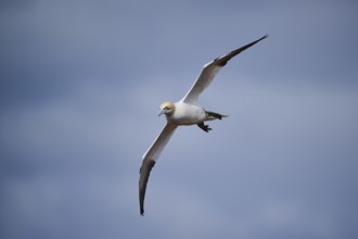 Northern gannet (Morus bassanus) flying over the sea, wildlife, Helgoland, Germany, Europe