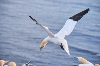 Northern gannet (Morus bassanus) flying over the sea at sunset, argiung with others while landing,