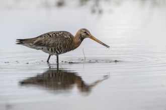 Black-tailed godwit (Limosa limosa), Lower Saxony, Germany, Europe