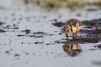 Young lapwing (Vanellus vanellus), Lower Saxony, Germany, Europe