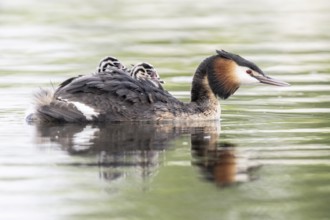 Great Crested Grebe (Podiceps Scalloped ribbonfish) with juveniles, Emsland, Lower Saxony, Germany,