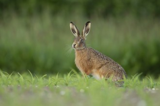 European brown hare (Lepus europaeus) adult animal in a farmland maize field in summer, England,