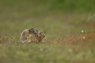European brown hare (Lepus europaeus) adult animal in grassland in summer, England, United Kingdom,
