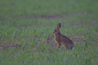 European brown hare (Lepus europaeus) juvenile leveret animal feeding in a farmland cereal field in