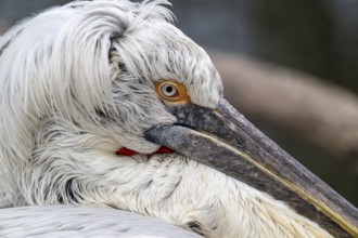 Dalmatian pelican (Pelecanus crispus), portrait, captive, Schönbrunn Zoo, Vienna, Austria, Europe