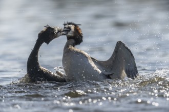 Great Crested Grebe (Podoceps Scalloped ribbonfish), fighting, Emsland, Lower Saxony, Germany,