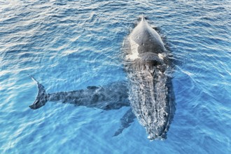 A Humpback Whales family surfacing, Hervey Bay, Queensland, Australia, Oceania