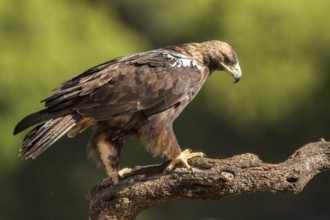 Spanish Imperial Eagle (Aquila adalberti) male perched on a branch, Andalusia, Spain, Europe