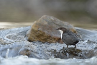 White-throated Dipper (Cinclus cinclus) foraging, North Rhine-Westphalia, Germany, Europe