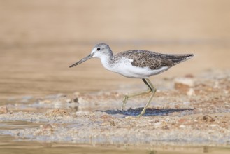 Common Greenshank (Tringa nebularia) foraging, Eilat, Israel, Asia