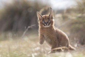 Caracal (Caracal caracal) cub playing in backlight, Castile-La Mancha, Spain, Europe