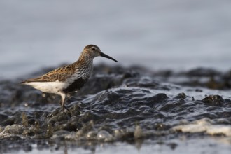 Dunlin (Calidris alpina) foraging on shoreline, Mecklenburg-Western Pomerania, Germany, Europe
