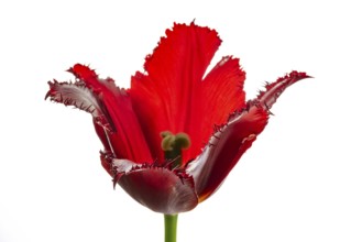 Red tulip (Tulipa) with jagged leaves in front of a white wall