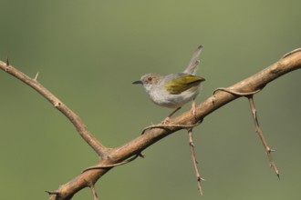 Green-backed Camaroptera (Camaroptera brachyura) perched on a thorny branch, Uganda, Africa