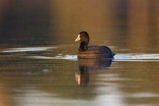 Eurasian Coot (Fulica atra), Victoria, Australia, Oceania