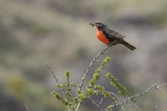 Langschwanzstaerling, lat. Sturnella loyca, Männchen auf Busch mit Nahrung für den Nachwuchs im