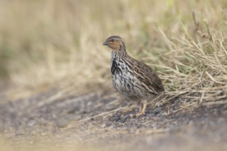 Stubble Quail (Coturnix pectoralis) male, Victoria, Australia, Oceania