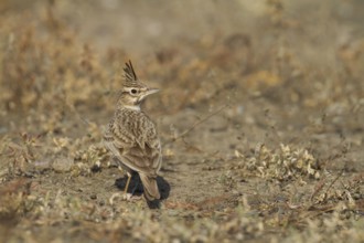 Crested Lark (Galerida cristata), Oman, Asia