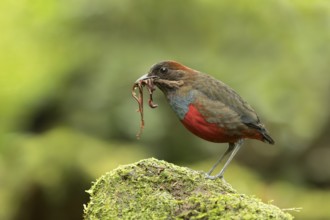 Whiskered Pitta (Erythropitta kochi) male perched on mossy stone with earthworms in beak, Quezon,