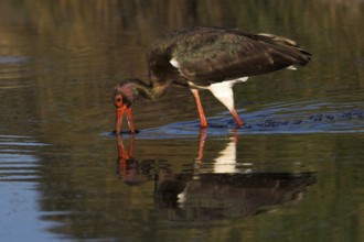 Black Stork (Ciconia nigra) foraging, Castile-La Mancha, Spain, Europe