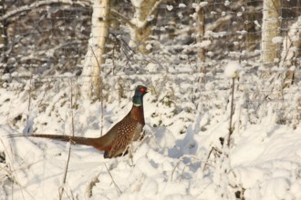Common Pheasant (Phasianus colchicus) juvenile, Lower Saxony, Germany, Europe