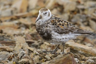 Rock Sandpiper (Calidris ptilocnemis) perched on the tundra in Nome, Alaska