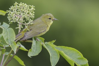 Orange-crowned Warbler (Vermivora celata) perched on a branch in Seward, Alaska