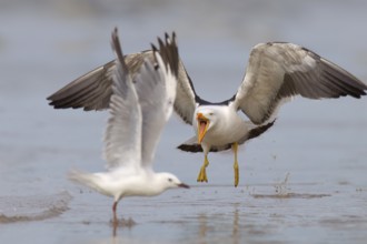 Pacific Gull (Larus pacificus), Victoria, Australia, Oceania