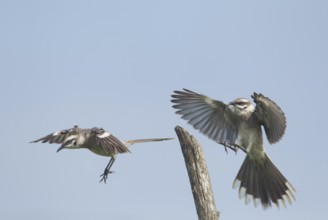 Long-tailed Mockingbird (Mimus longicaudatus), Manabi, Ecuador, South America