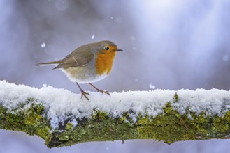 European Robin (Erithacus rubecula) perched on a snowy branch, Saxony-Anhalt, Germany, Europe