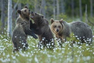 Eurasian Brown Bear (Ursus arctos) mother with play fighting cubs, Finland, Europe