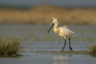 Eurasian Spoonbill (Platalea leucorodia), Schleswig-Holstein, Germany, Europe