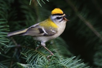 Common Firecrest (Regulus ignicapilla) singing, Asturias, Spain, Europe