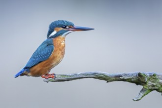 Common Kingfisher (Alcedo atthis) female perched on a branch, Saxony-Anhalt, Germany, Europe