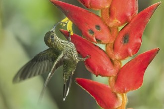 White-tipped Sicklebill (Eutoxeres aquila) flying while feeding at a flower in Panama