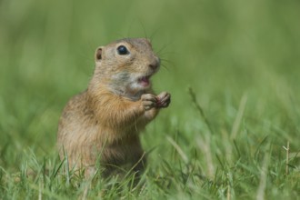 European Ground Squirrel (Spermophilus citellus) foraging in meadow, Austria, Europe