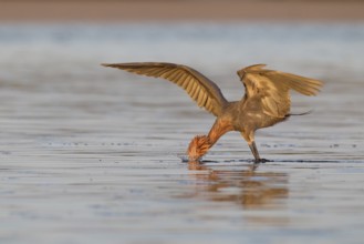 Reddish Egret (Egretta rufescens), Florida, USA, North America