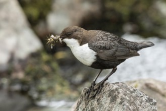 White-throated Dipper (Cinclus cinclus cinclus) with insects in its beak, Dalarna, Sweden, Europe