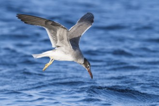 White-eyed Gull (Ichthyaetus leucophthalmus) flying, Eilat, Israel, Asia