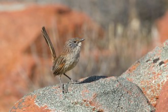 Short-tailed Grasswren (Amytornis merrotsyi), Australia, Oceania