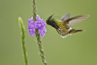 Black-crested Coquette (Lophornis helenae) male, Costa Rica, Central America